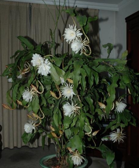 让花开得艳一些应施什么肥,怎样让昙花开花多一些