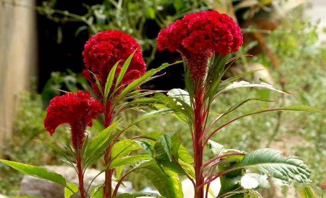 十二属相对应的植物,十二生肖中最罕见的植物