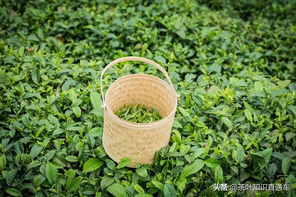 茶叶的采摘标准有哪四种,茶叶采摘标准与价格
