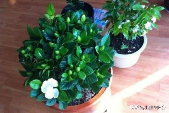 栀子花黄叶不开花怎么办,栀子花买回来黄叶不开花