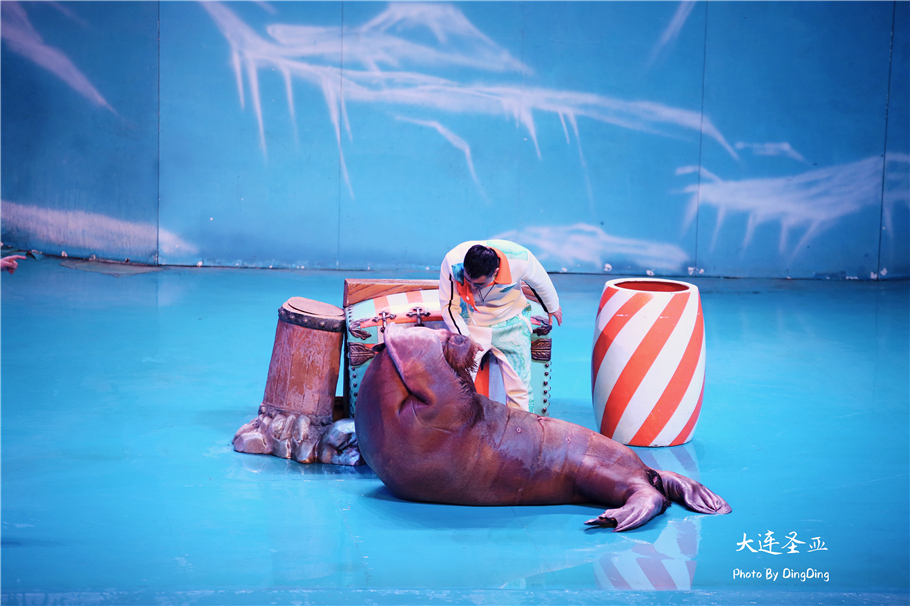 北方明珠活力四射的浪漫之都大连，国内最具特色的海洋世界圣亚