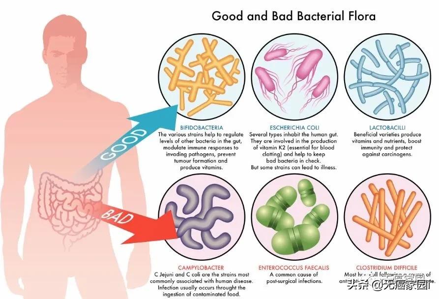 肠道菌群抗衰老,肠道益生菌治疗癌症