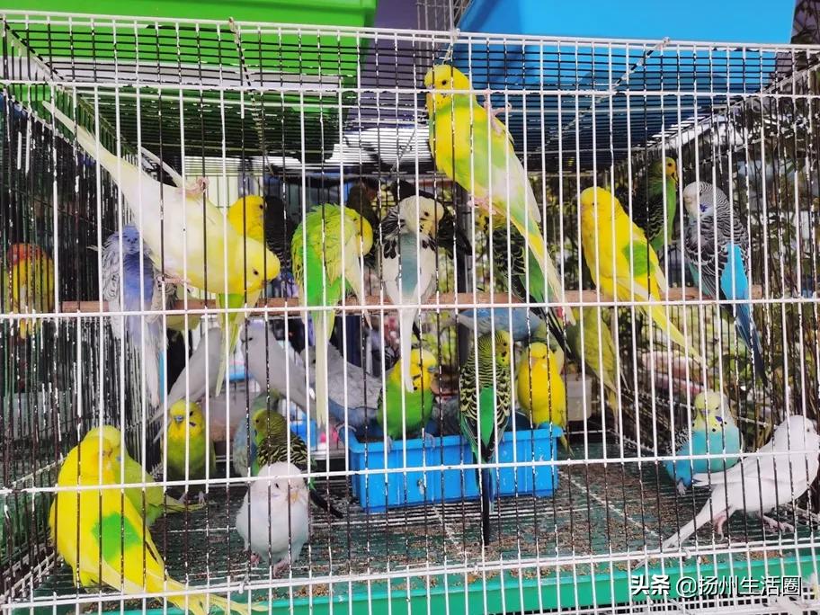 扬州花卉市场大全,扬州西区花卉市场