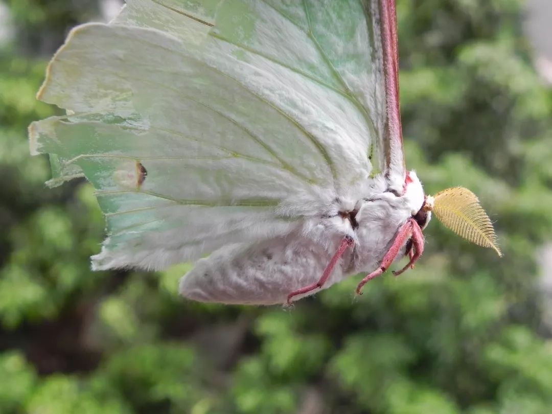传说中的蛊虫真的有吗,传说中的扑棱蛾子