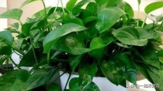 5种小垃圾养花却是宝贝,家里的废物垃圾怎么养花好