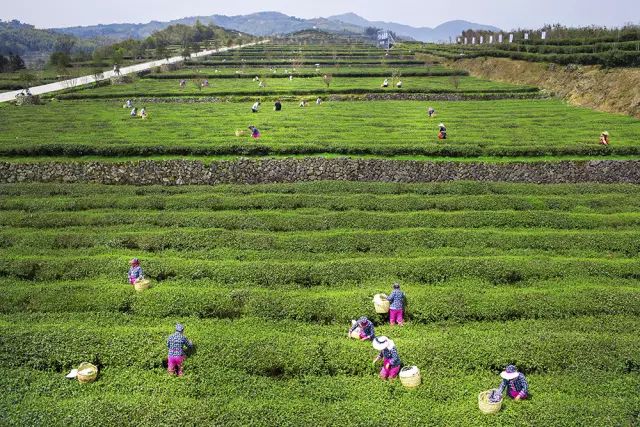 全国十大名茶旅游地,中国十大茶旅
