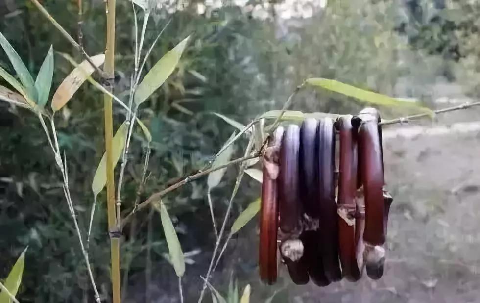 等疫情结束了我想回安徽,等疫情结束了我想回趟老家