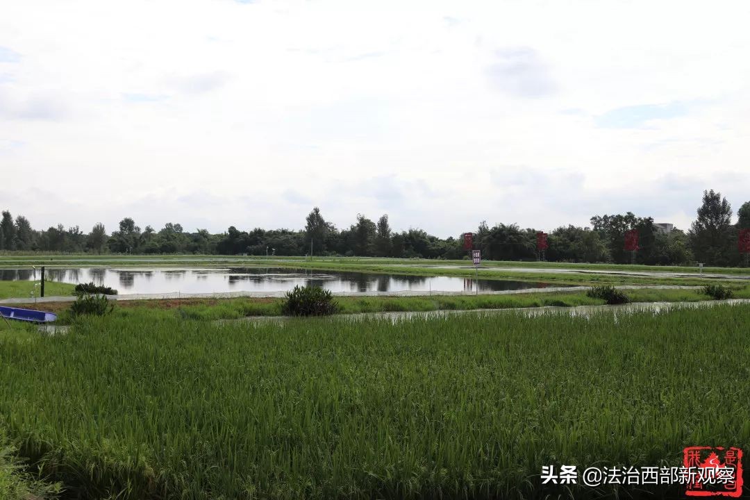 稻花香生态养殖,稻花香种植家庭农场