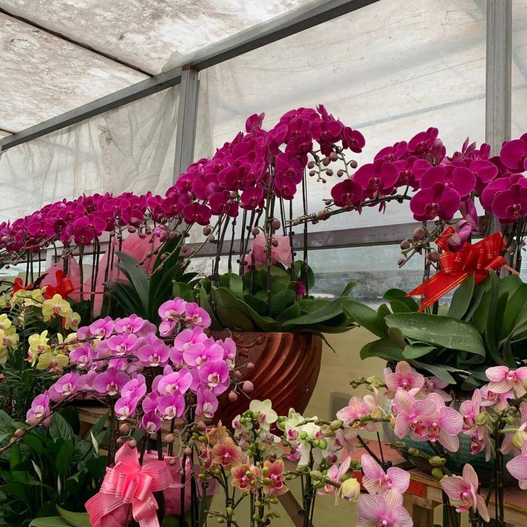 南京十大花鸟批发市场,南京最全的花卉市场