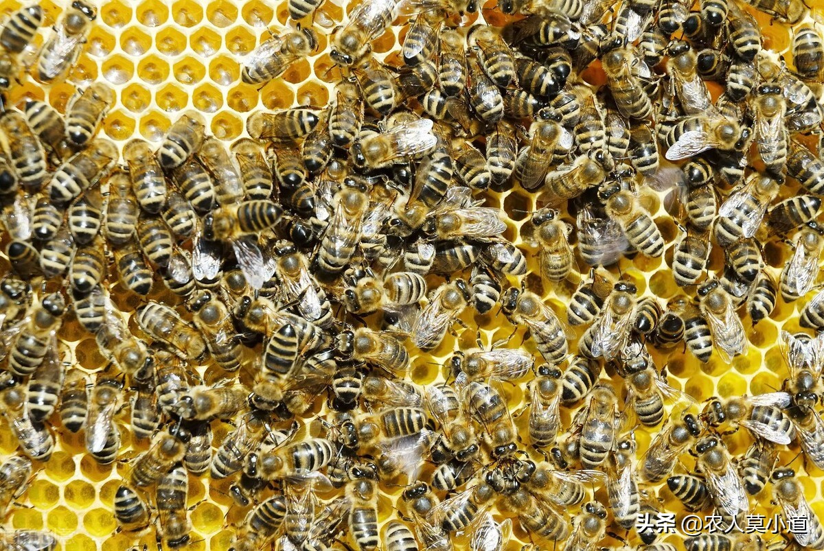 路边卖蜂蜜的农民真的假的,路边养蜂人买假蜂蜜么