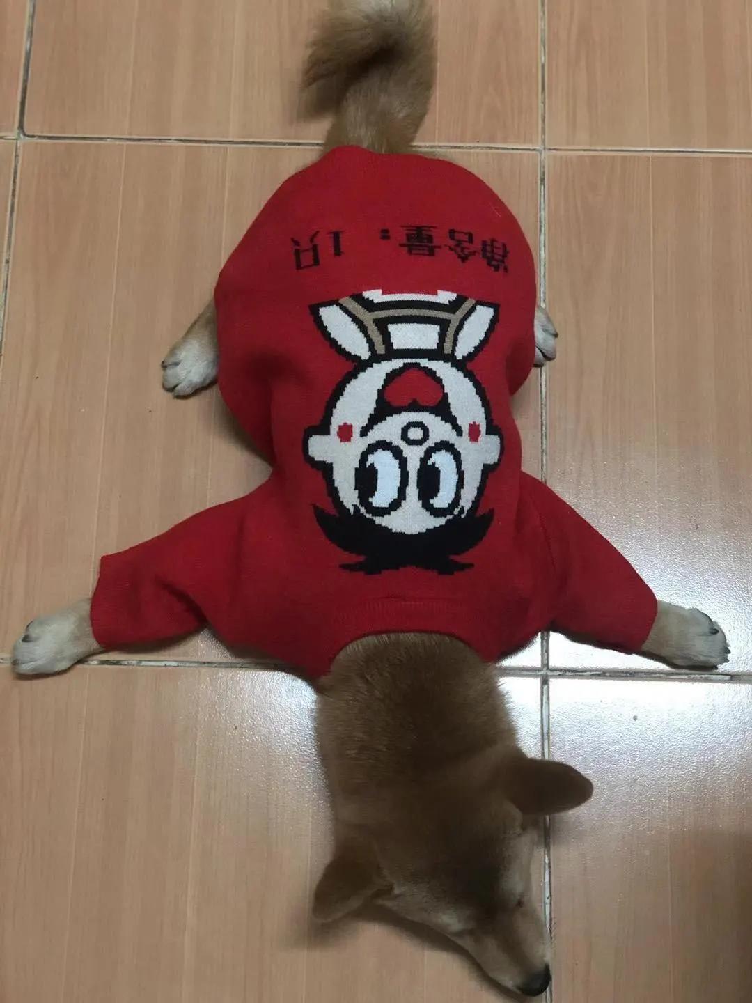 模仿狗狗睡姿,分享下你家狗子的睡姿