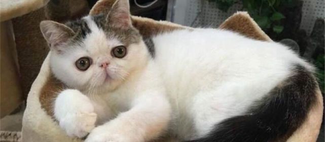 很爱干净的猫变得不爱干净了,猫咪总是凌晨大小便怎么办