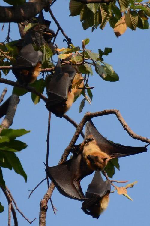 宸ㄥ瀷铦欒潬鍏ヤ镜婢虫床,70涓囧彧铦欒潬鍏ヤ镜婢虫床鏄湡鏄亣