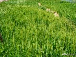除了大米，阿联酋开始计划种植自己的咖啡和小麦