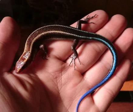 捡到小壁虎带回家养,男子捡了蜥蜴