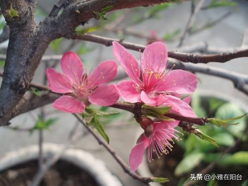 种桃花多久浇一次水,水培桃花开花后把枝栽花盆