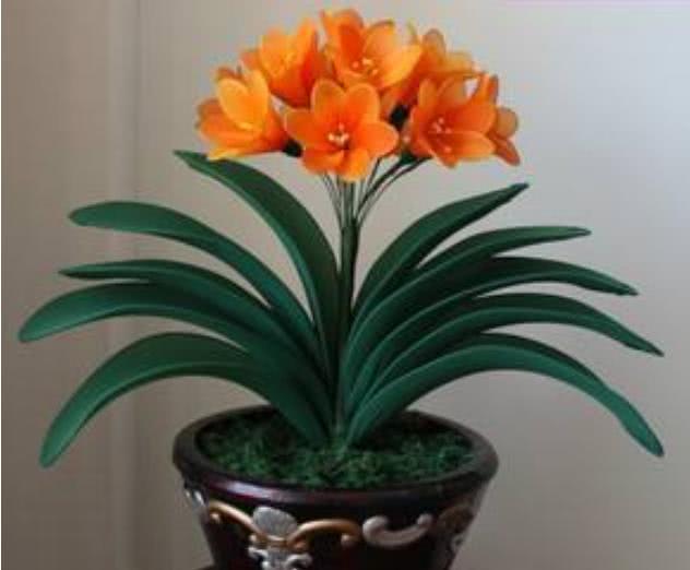 新手养君子兰烂根怎么办,君子兰烂根后怎么养才能长白根