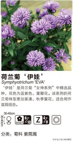 鍥壓鑺卞崏绉嶆鐭ヨ瘑鍏ラ棬,鑺卞崏鍥壓濡備綍鍏ラ棬