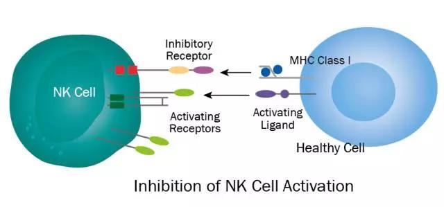 癌症治疗多面手！NK细胞免疫疗法，或将成为晚期癌症治疗最佳选择