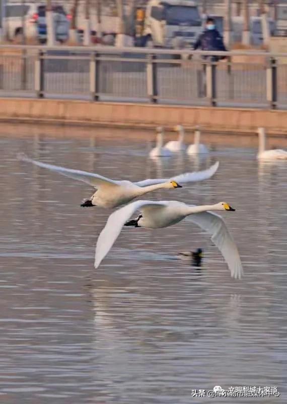 天鹅带着梨城“飞”向全国