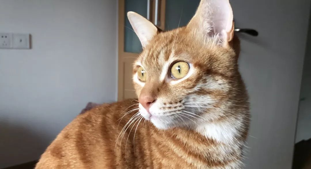 怎么预防猫咪黑下巴,三分钟搞定猫咪黑下巴问题