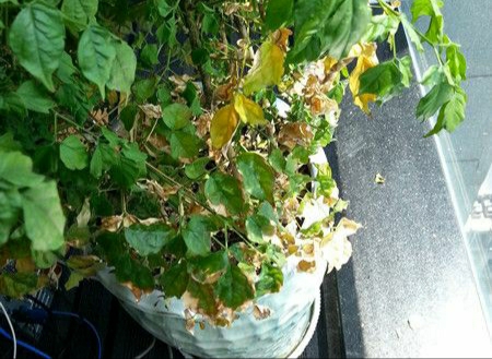 幸福树叶子发黄焦枯了怎么办,幸福树叶边发黑焦枯怎么办