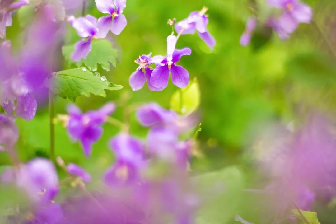 沈阳二月兰花海花期,沈阳二月兰花哪里最多