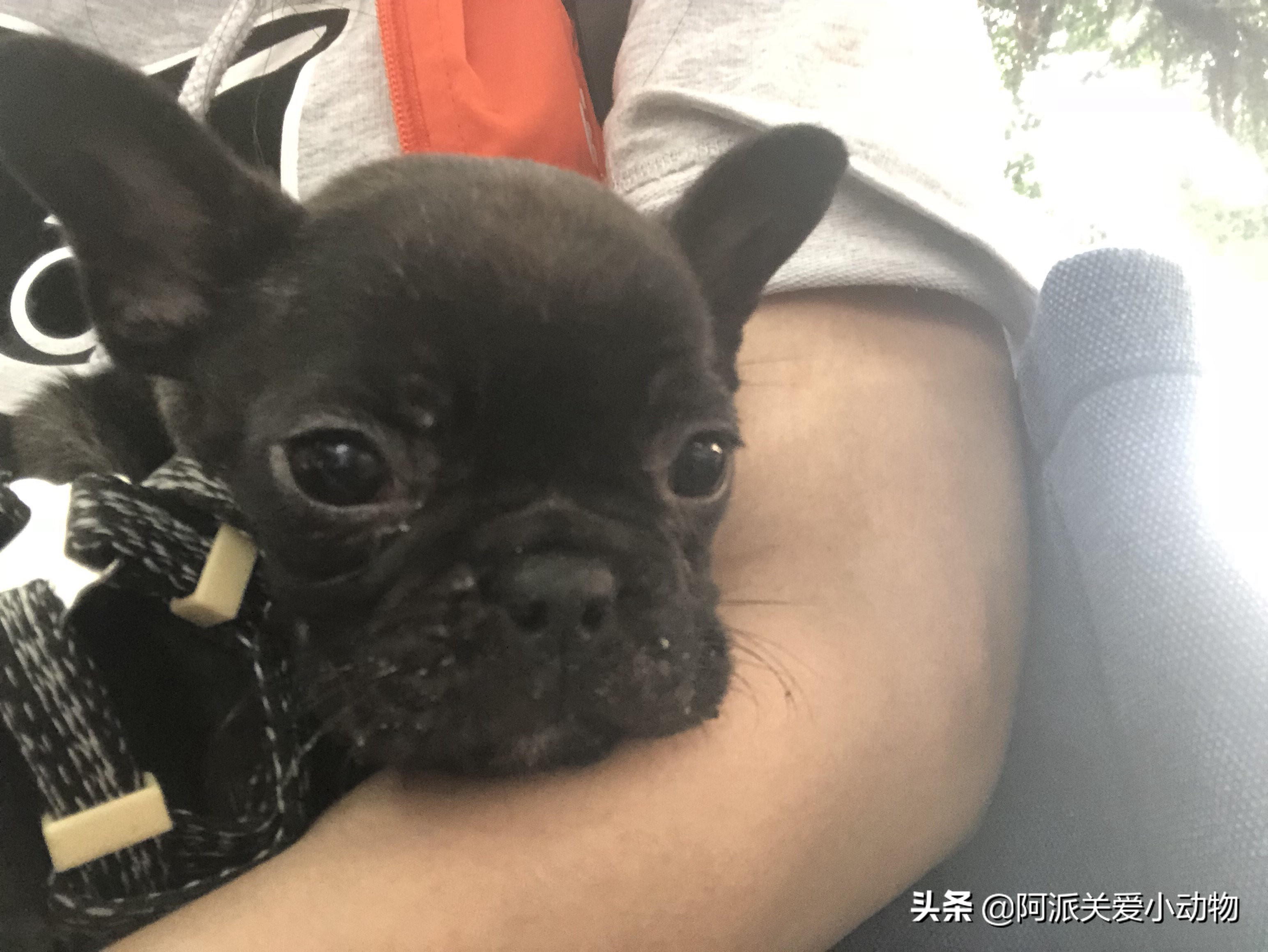 墨墨：屁屁烂得血红的小斗牛，会不会是第二个“白月初”