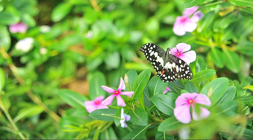 深圳青青世界,广东省深圳市的青青世界