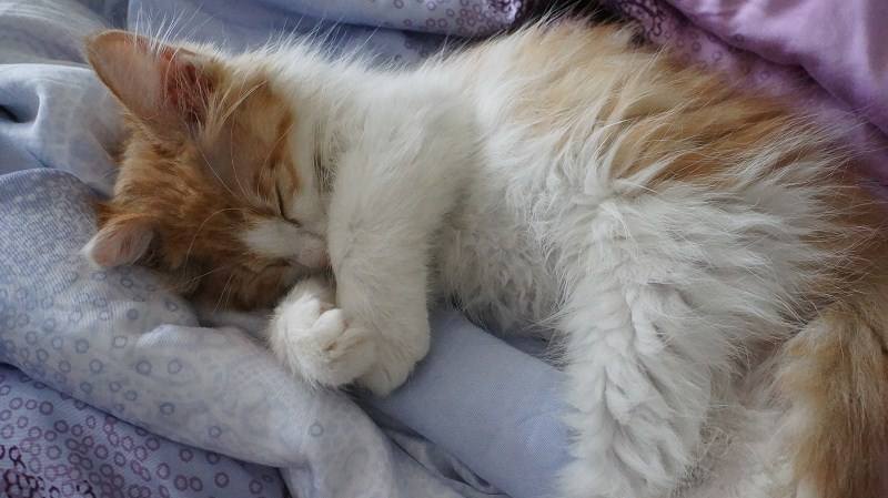 猫咪晚上不睡觉要怎么办,猫咪晚上不睡觉怎么办