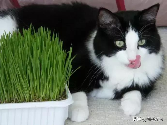 猫薄荷使猫癫狂视频,猫薄荷为什么会让猫咪如此痴迷