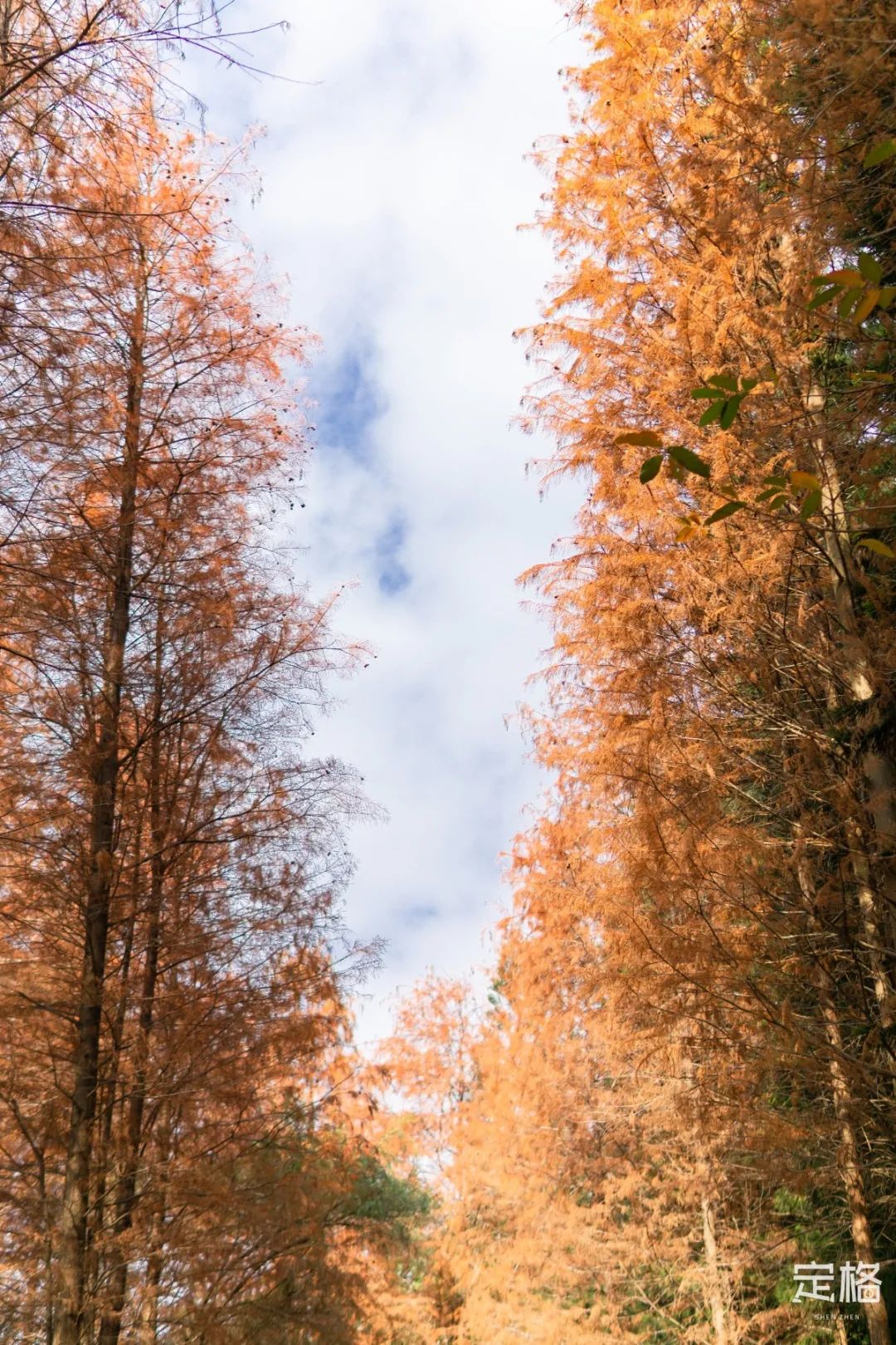 莲花山为啥一夜就火了,莲花山景区
