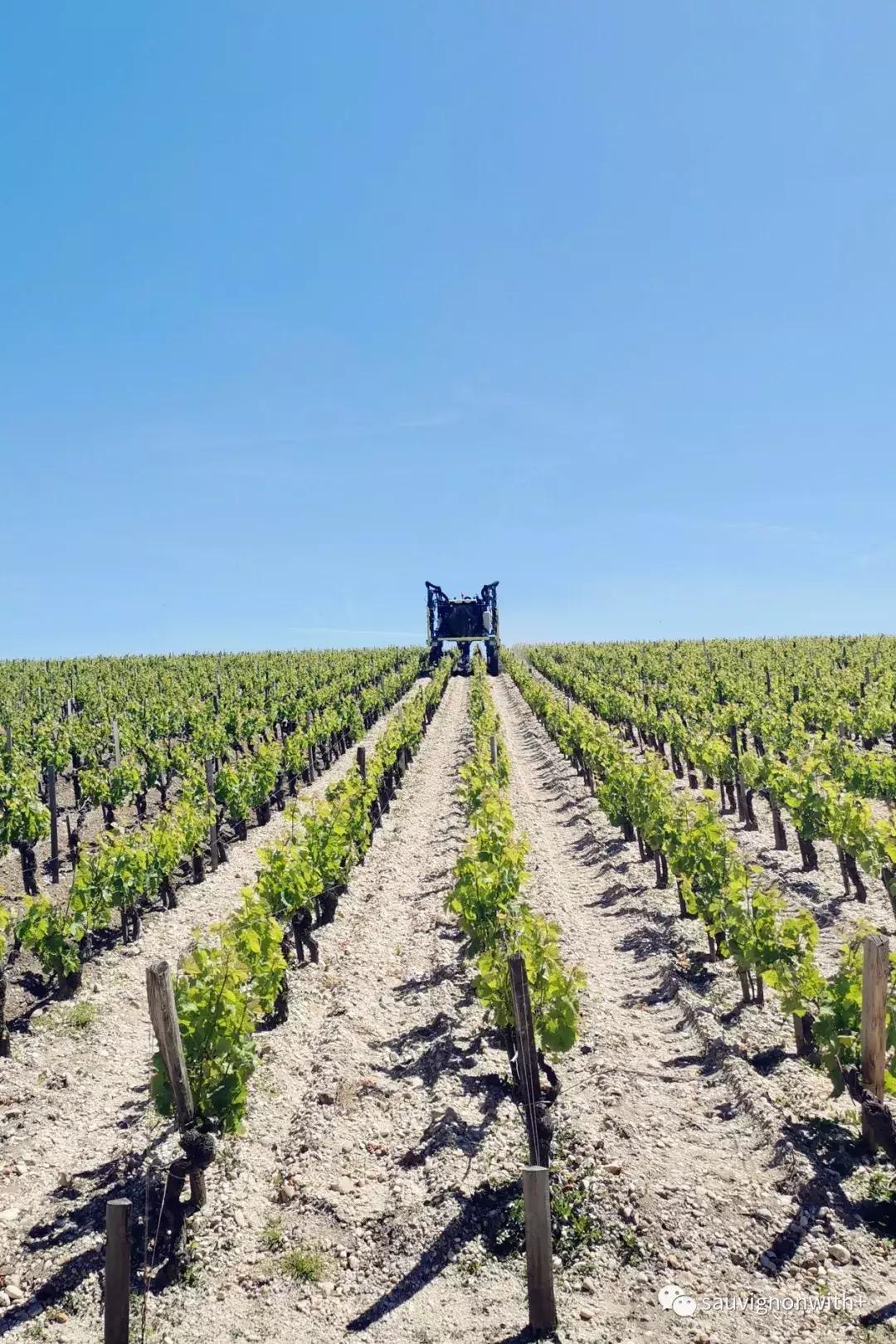 「酿酒师专栏」在拉菲点上蜡烛喝酒我内心是复杂的