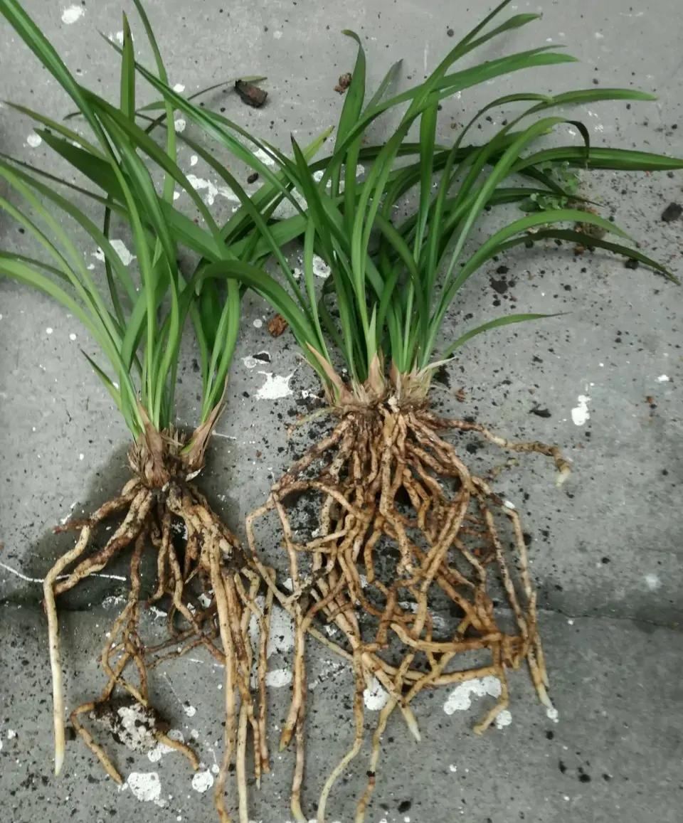 秋季兰花怎么养才能旺盛容易开花,兰花春不出夏不晒秋不干什么原因