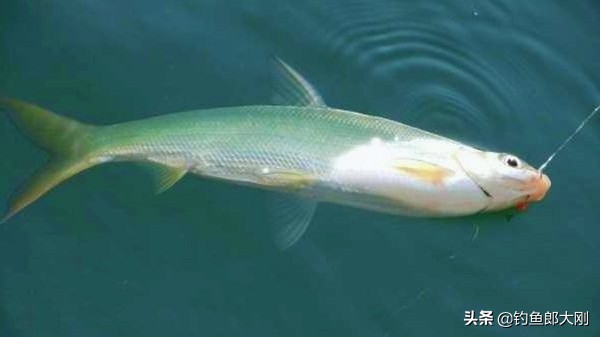 钓黄尾老是锚到黄尾是什么原因,钓黄尾鲴怎么避开小杂鱼