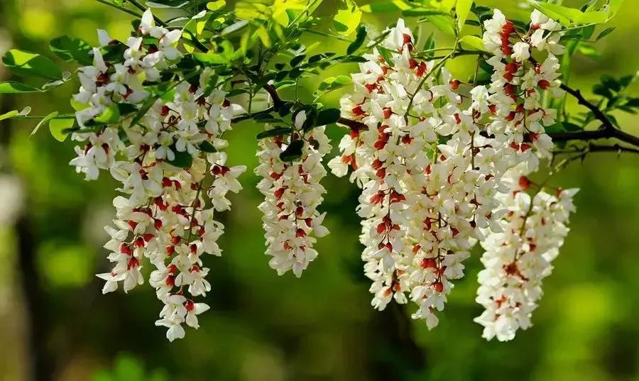 中国古时对月份的雅称,十二月份的别称和雅称