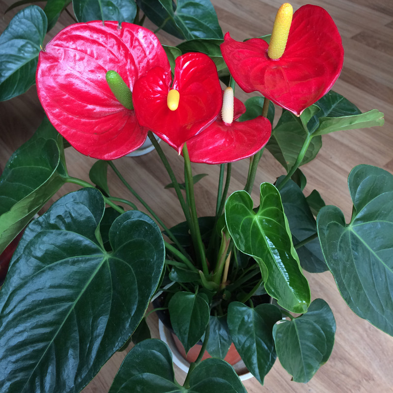 红掌花期怎么施肥,养红掌怎么样施肥才能长出红掌