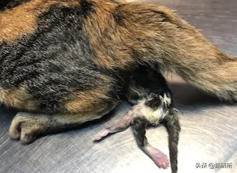 猫咪难产有什么办法解决,猫咪难产有什么方法解决