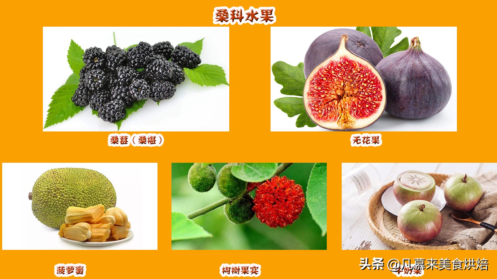 水果百科知识大全水果种类,水果种类大全水果如何分类