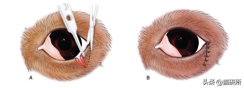 猫割双眼皮怎么治疗,猫咪割双眼皮是什么原因