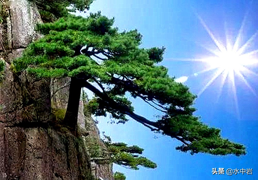 黄山的十大奇松介绍,黄山七十二峰