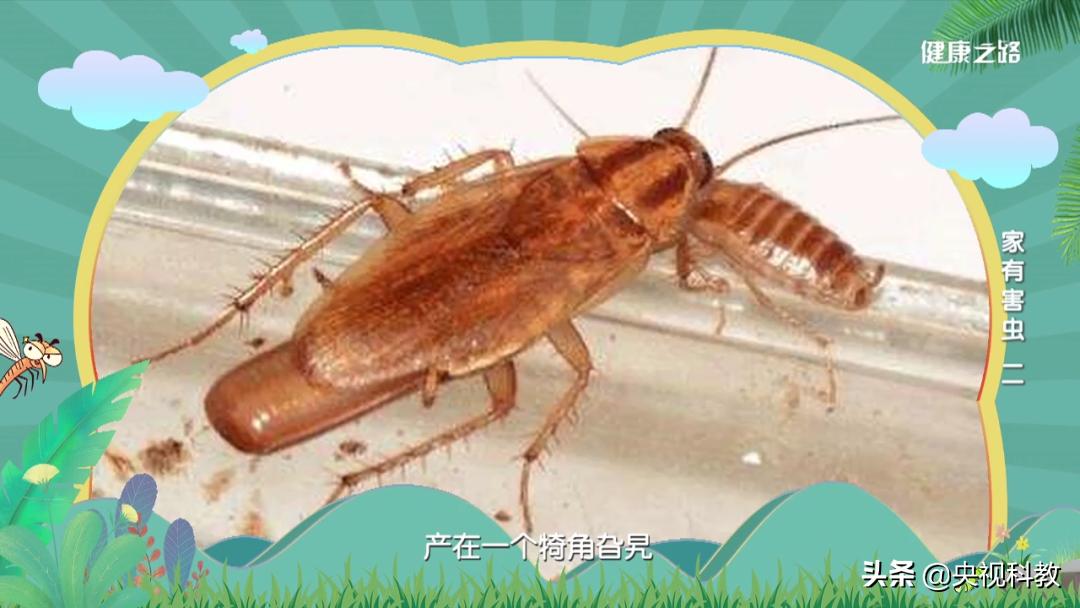 蟑螂打不死吗,没有打不死的小强