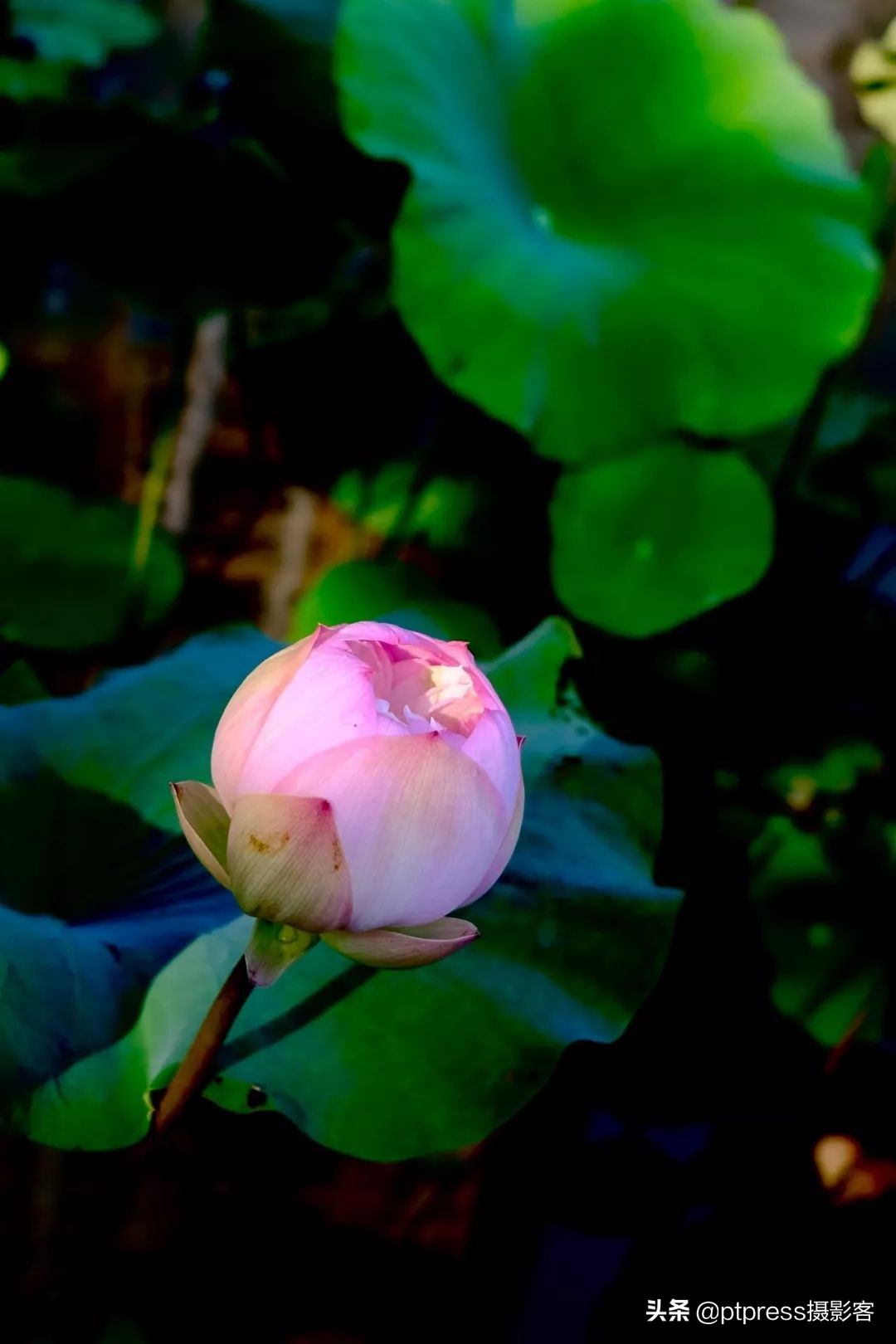 客叔辣评｜摆脱随手拍，你还有多远？