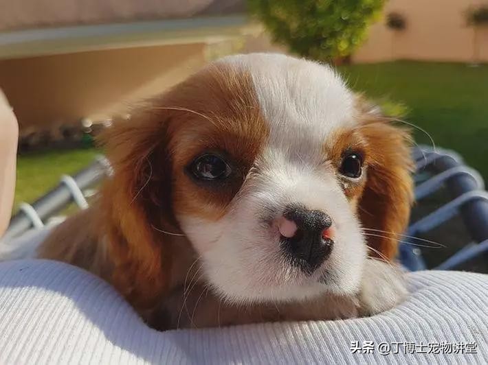 宠物犬猫常见皮肤病的临床调查,诊断治疗和日常管理防控措施