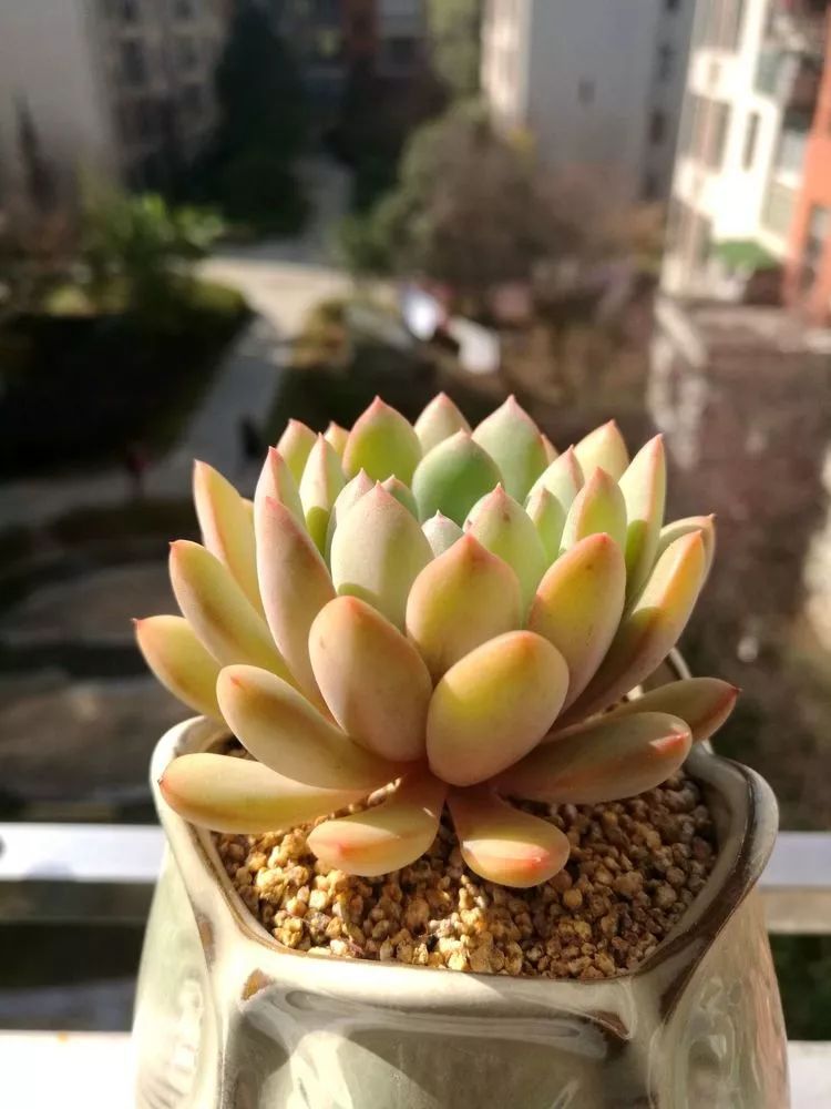 冬日暖阳邂逅最美的多肉,冬日暖阳和多肉暖了我的心