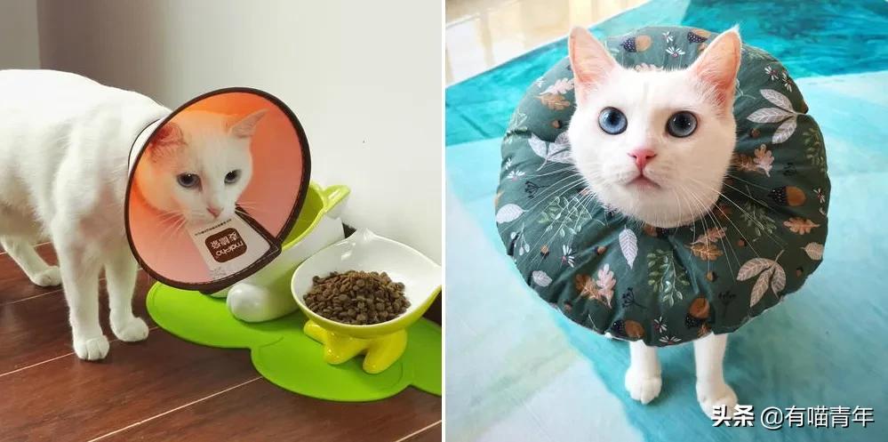 猫咪绿萝中毒会死吗,家里的绿萝在养猫之后死完了