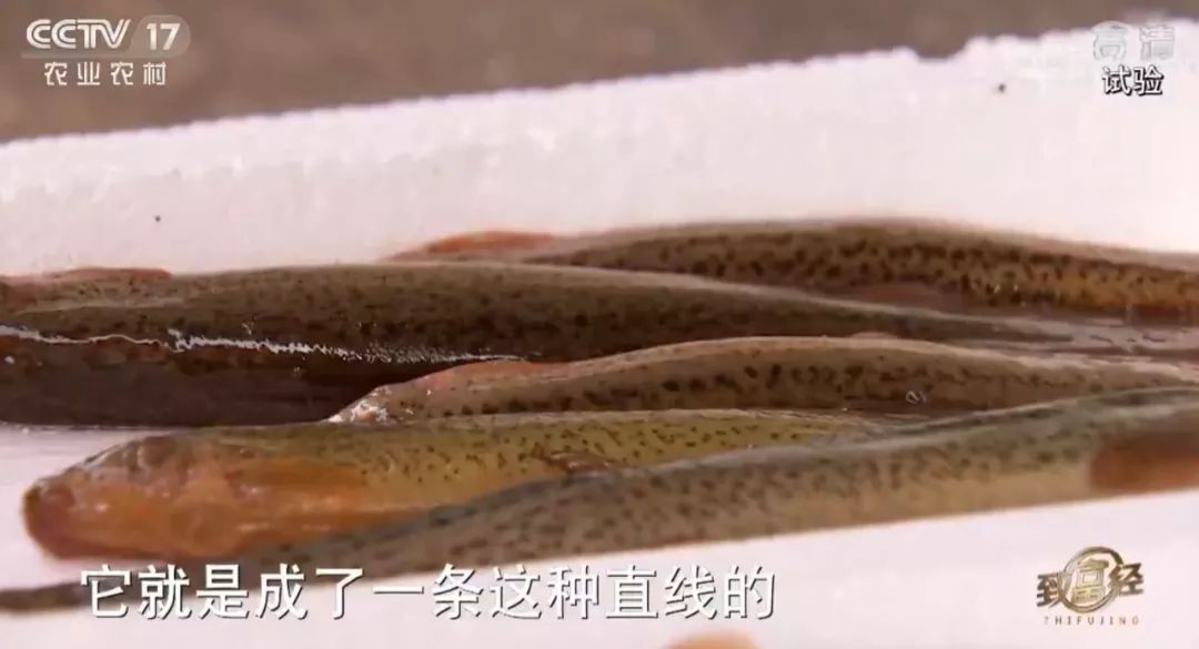 500元养殖泥鳅一年能收入多少,藕塘里养泥鳅赚了钱