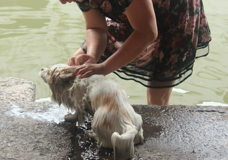 狗狗不能洗澡的五个时期,狗狗洗澡为什么不能那么频繁