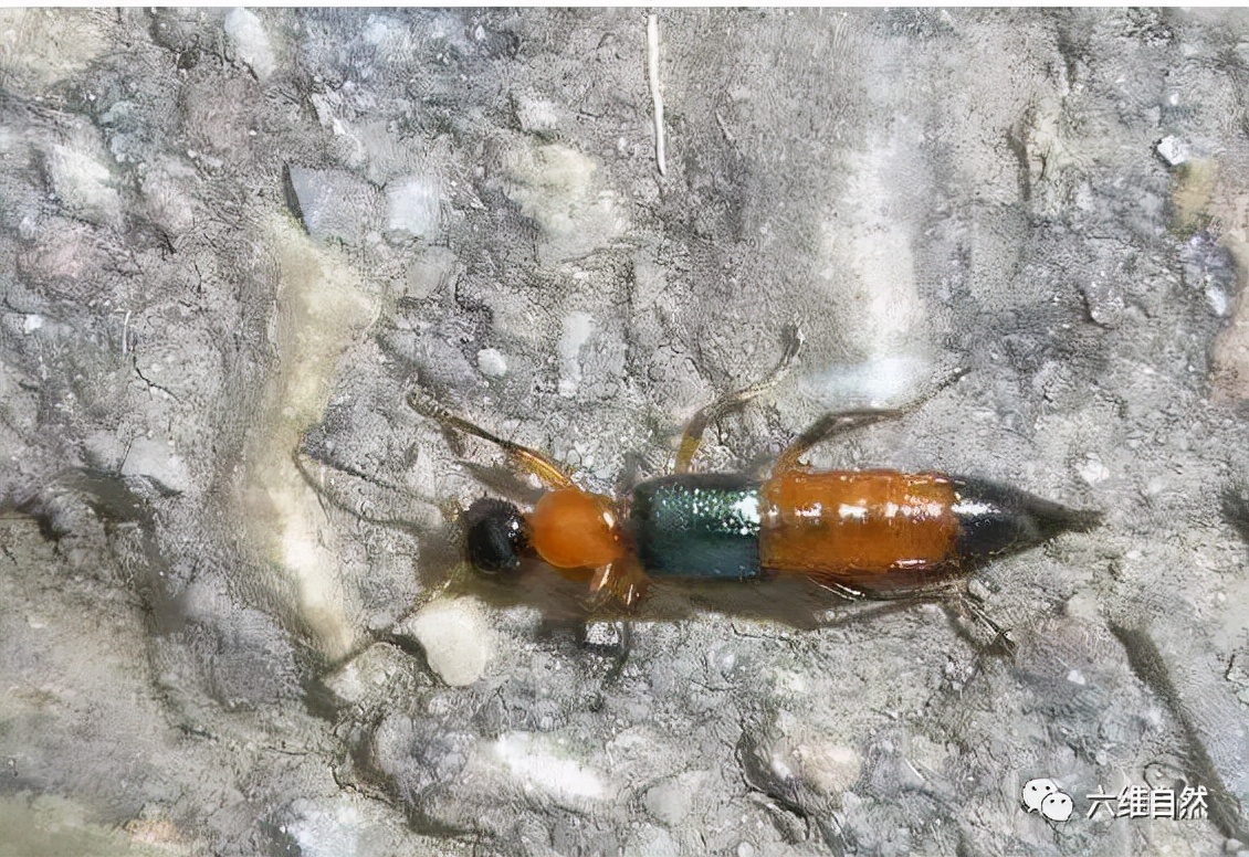 隐翅虫可以用手去拍打吗,拍打隐翅虫多久会有反应