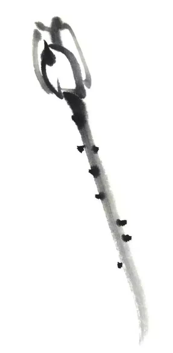 白描荷花的画法图片,如何画荷花国画白描